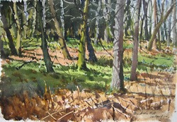 The Last of the Bluebells